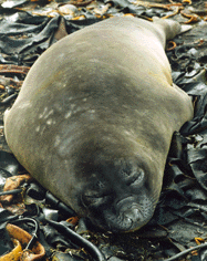 Elephant Seal