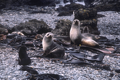 Fur Seal