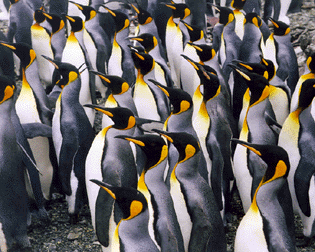 King Penguins