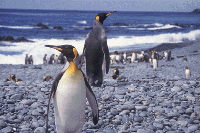 King Penguin