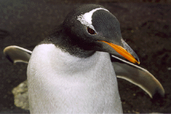 Gentoo Penguin
