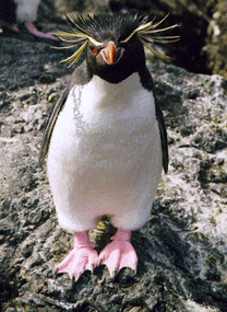 Rockhopper Penguin
