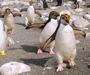 Royal Penguins