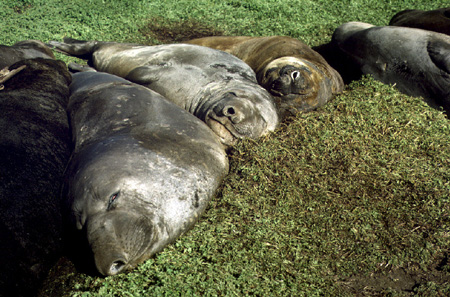 elephant seals