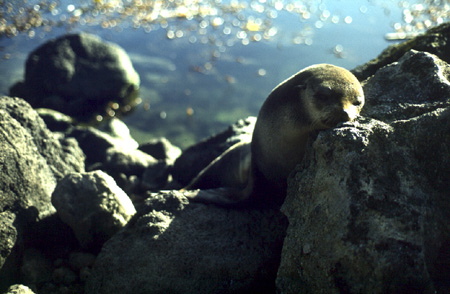 antarctic fur seal